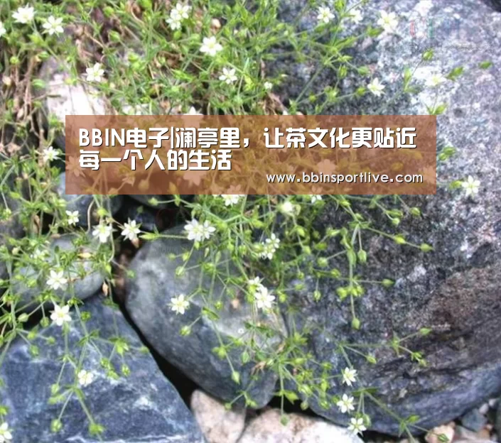 BBIN电子|澜亭里,让茶文化更贴近每一个人的生活(图3) BBIN娱乐城